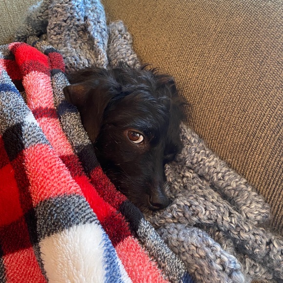 NOT FOR SALE!! Just showing off my dog Luna - Picture 6 of 9